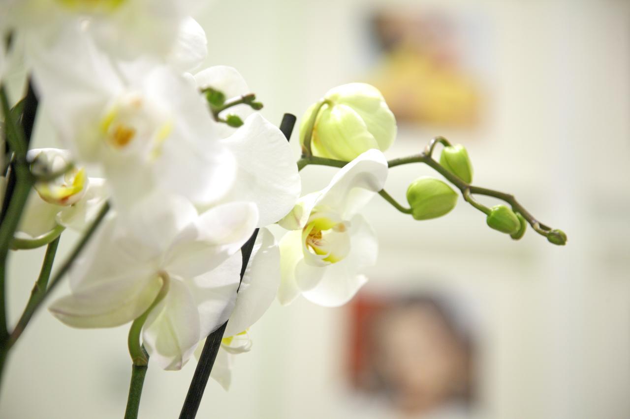Prado Suite مدريد المظهر الخارجي الصورة